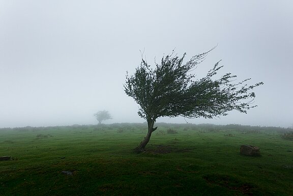 Baum im Wind